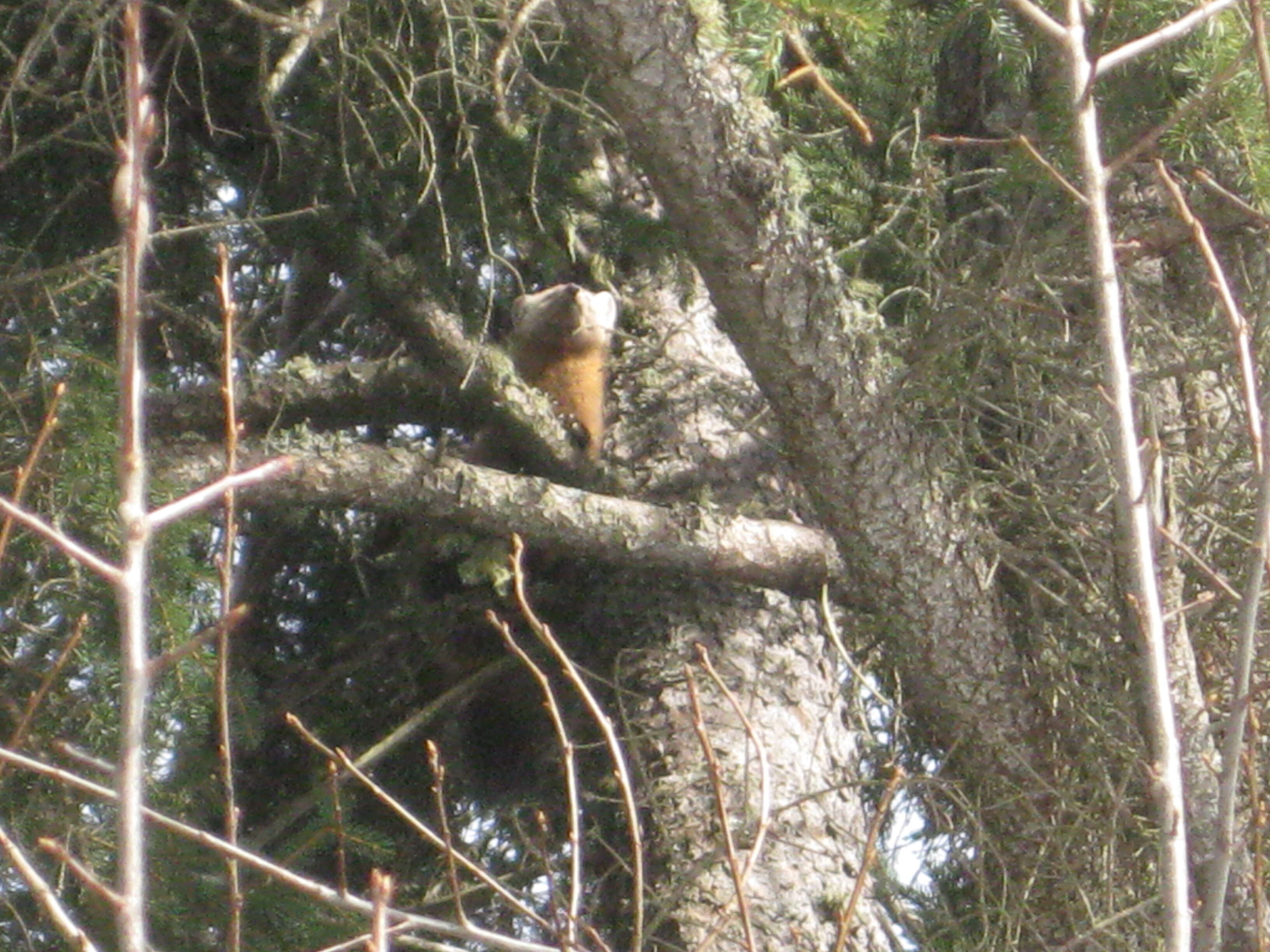 Image of European Pine Marten