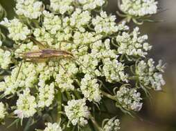 Image of tree-cricket