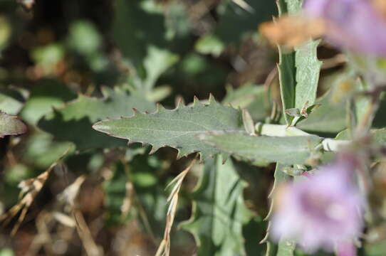 Image of cutleaf beardtongue