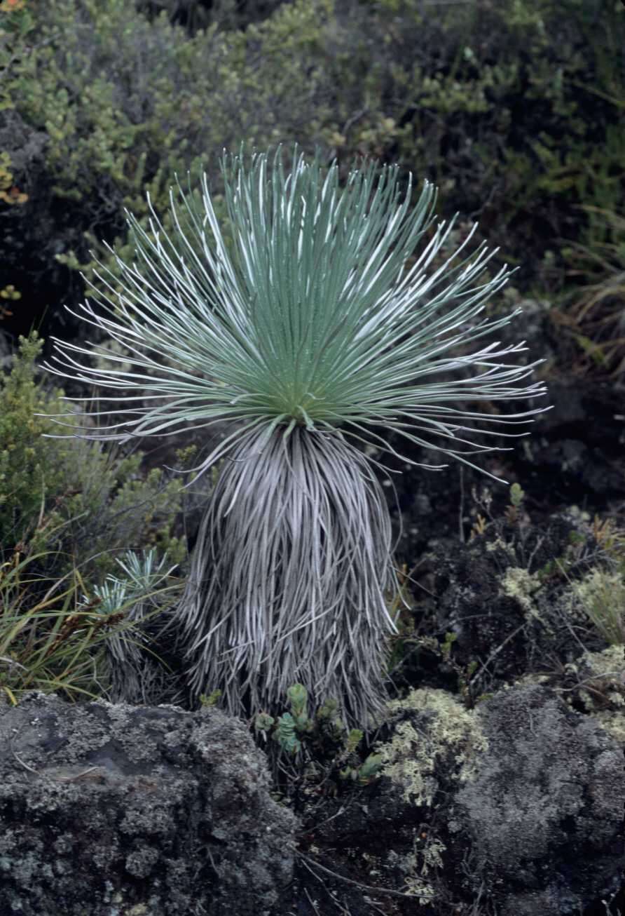 Plancia ëd Argyroxiphium kauense