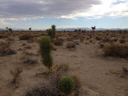 Image of Joshua tree