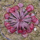 Image of Drosera kenneallyi Lowrie