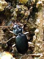 Imagem de Nebria (Reductonebria) pallipes Say 1823