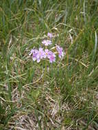 Plancia ëd Primula farinosa L.