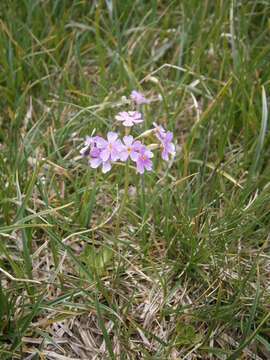 Plancia ëd Primula farinosa L.