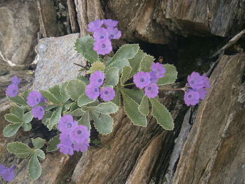 Image of Primula marginata Curtis