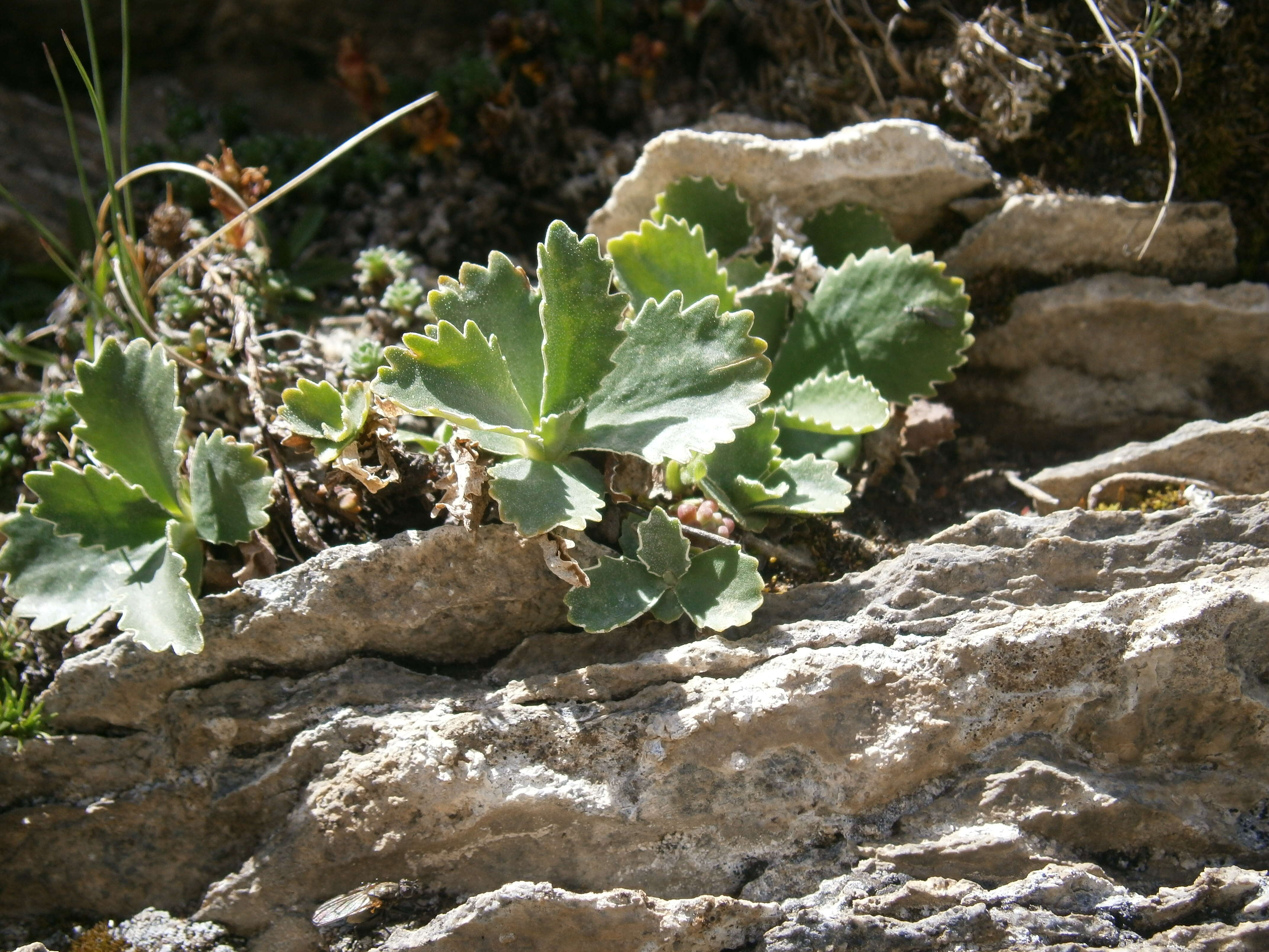 Image of Primula marginata Curtis