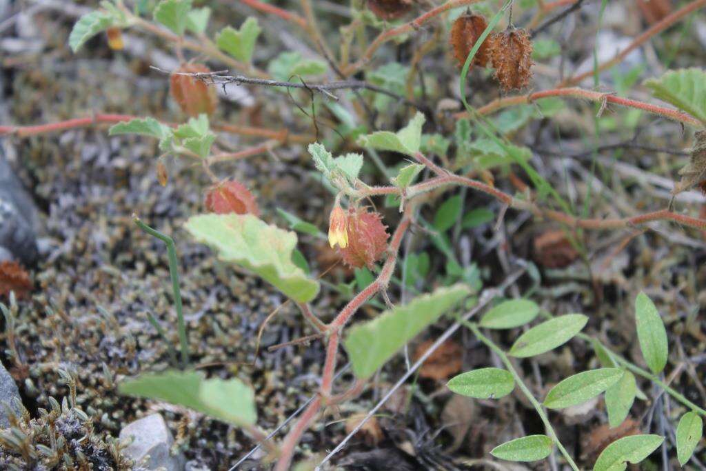 Plancia ëd Hermannia pauciflora S. Wats.