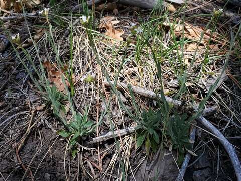 Image of Fendler's rockcress