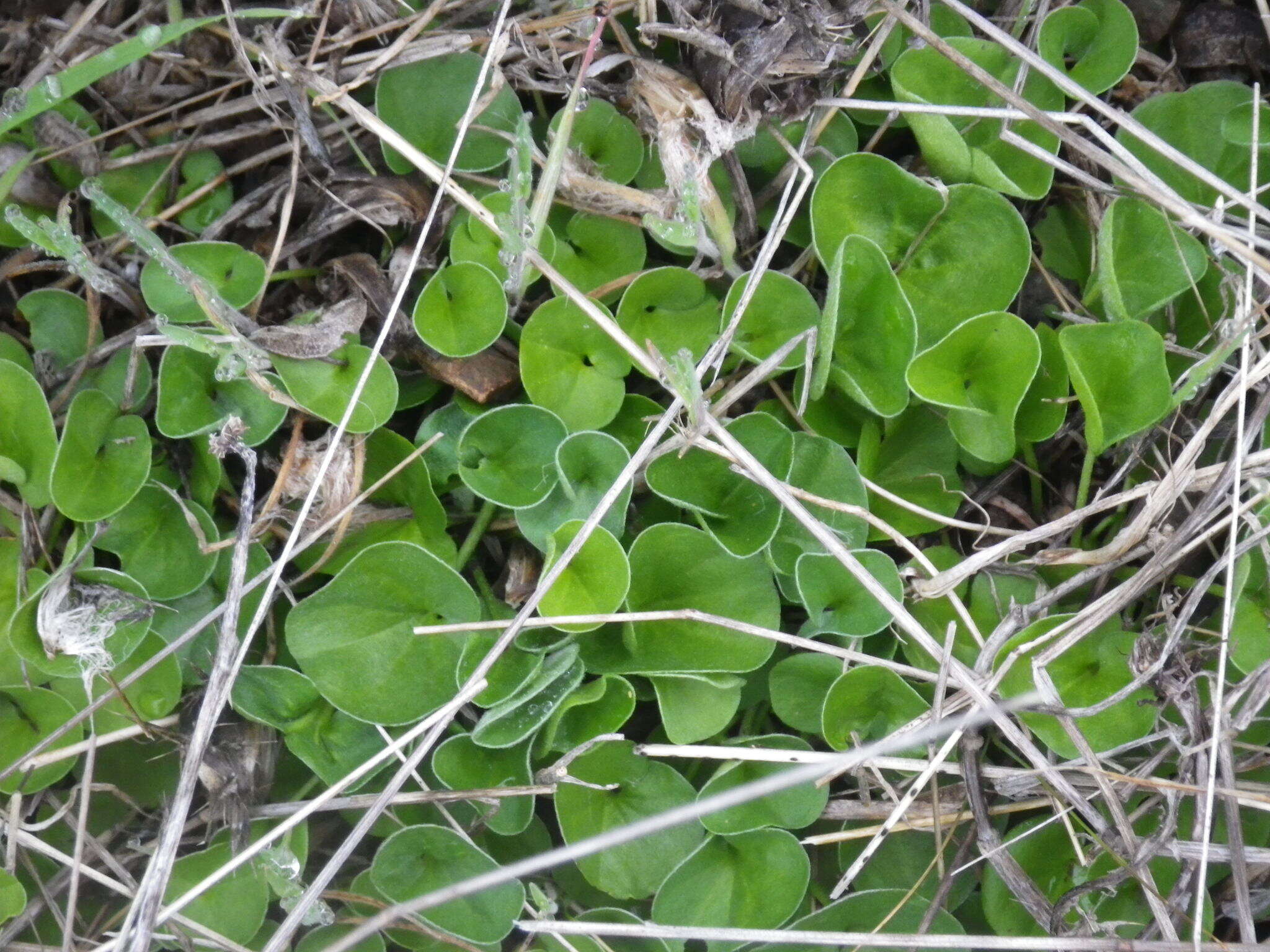 Dichondra donelliana Tharp & M. C. Johnston resmi