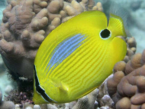 Image of Blue-dash Butterflyfish