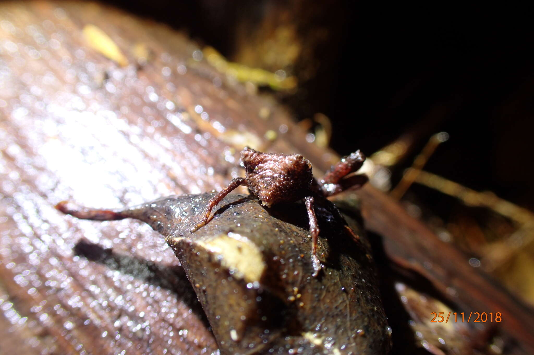 Image of Sidymella angularis (Urquhart 1885)