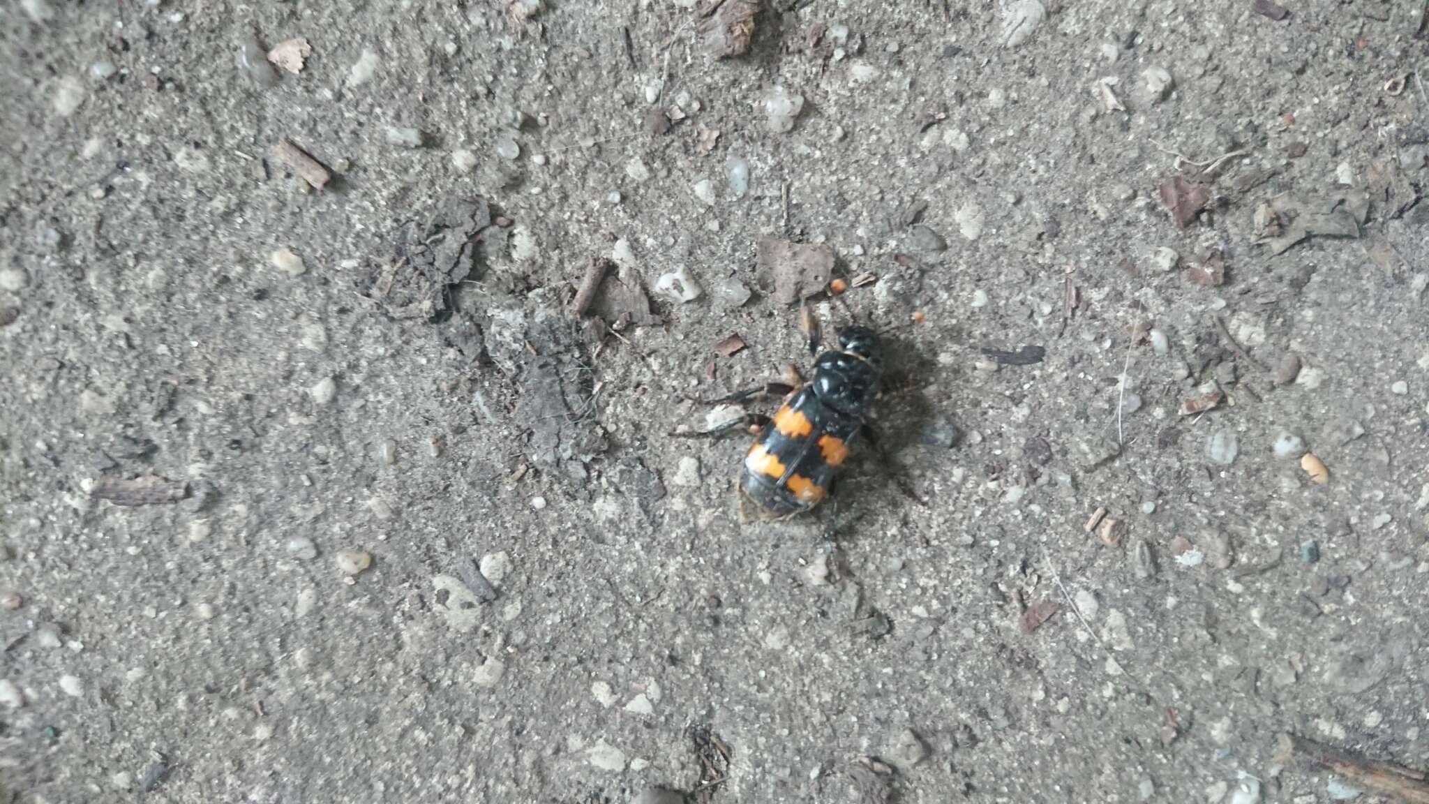 Image of Nicrophorus (Nicrophorus) interruptus (Stephens 1830)