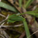 Eriochilus dilatatus subsp. undulatus Hopper & A. P. Br.的圖片