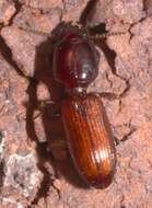 Image of Clivina (Paraclivina) ferrea Le Conte 1857