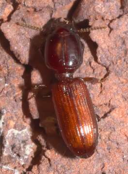 Image of Clivina (Paraclivina) ferrea Le Conte 1857