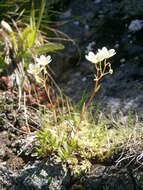 Imagem de Saxifraga aspera L.