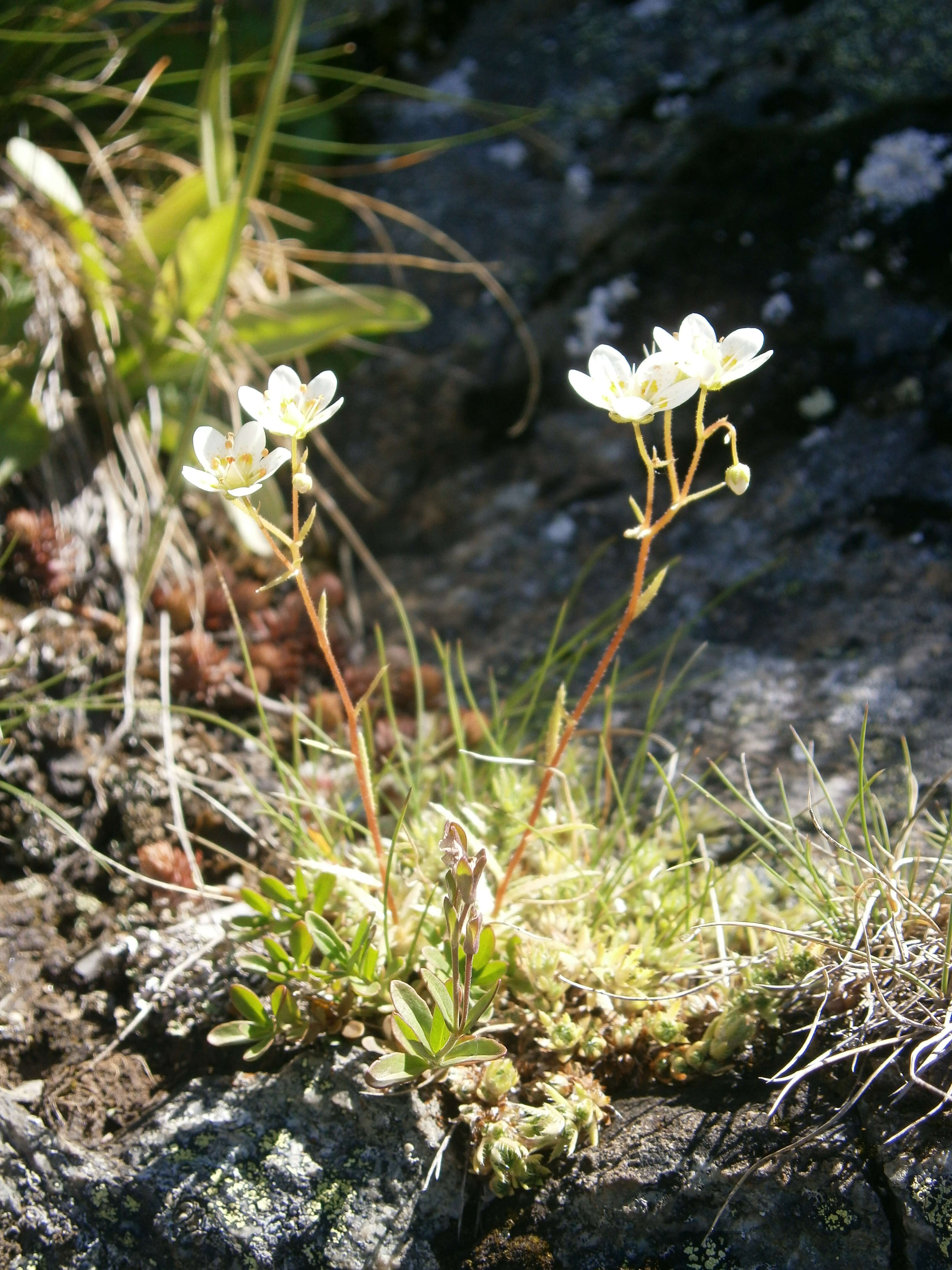 Imagem de Saxifraga aspera L.