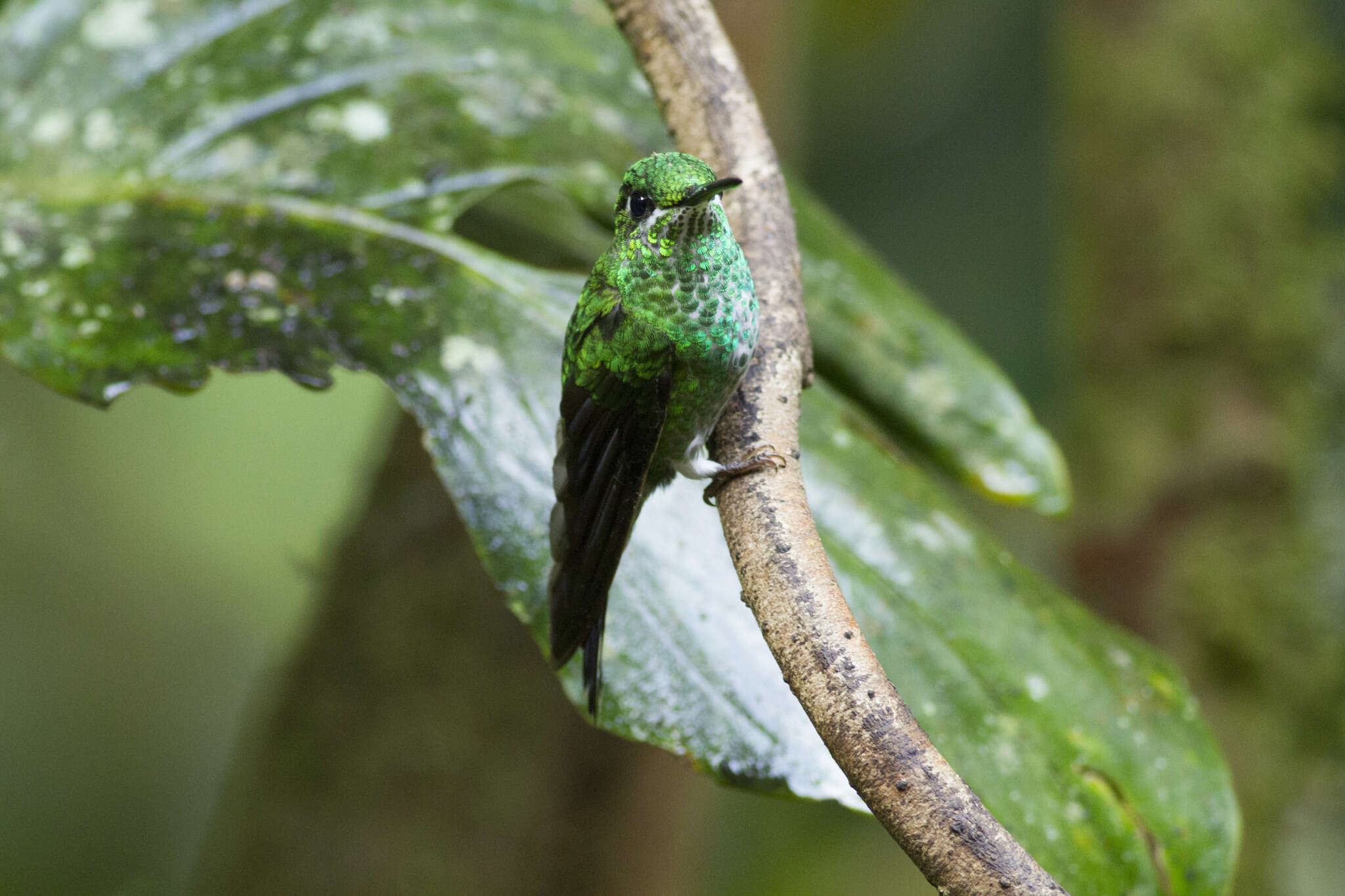 Image of Green-crowned Brilliant