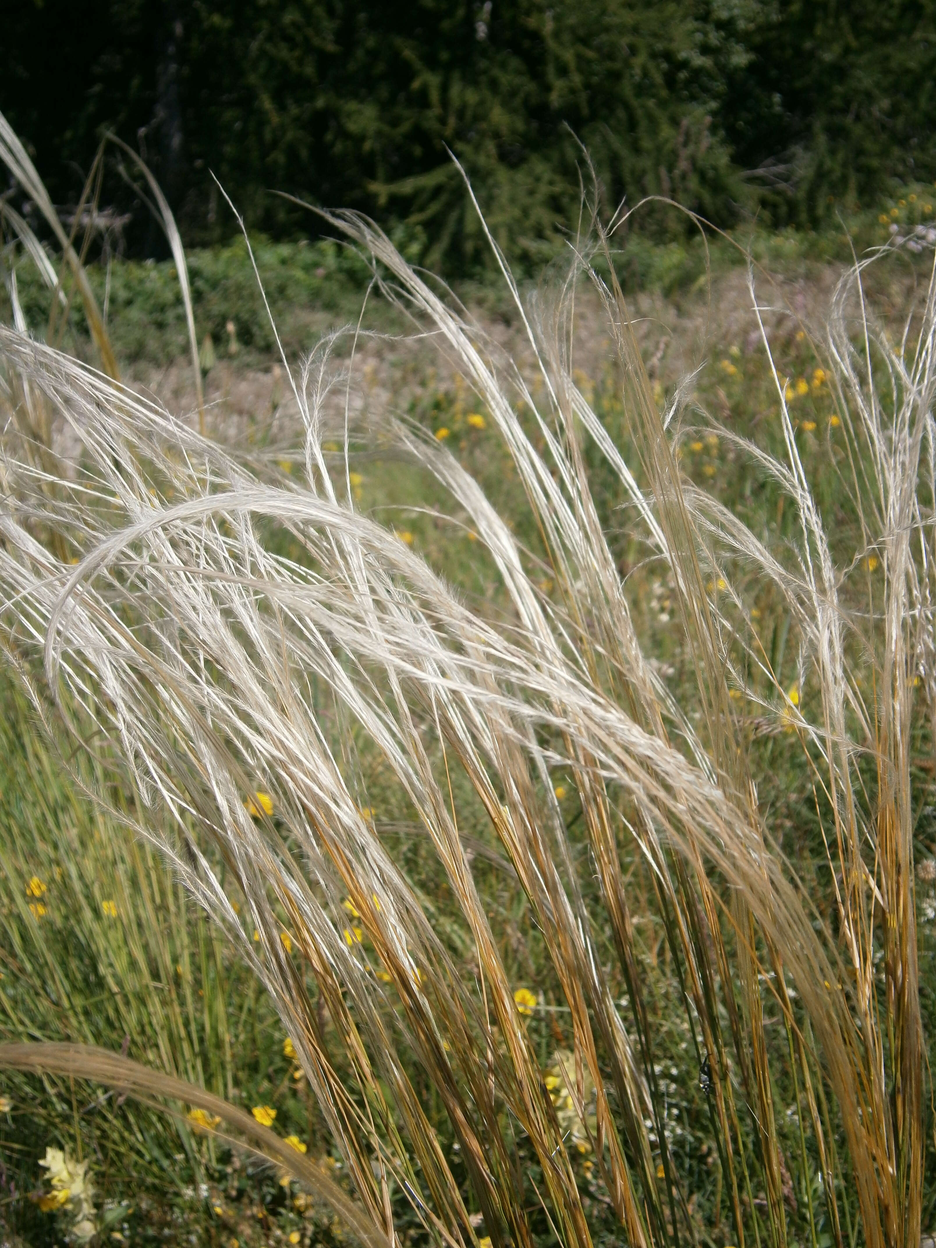 Image of European feather grass