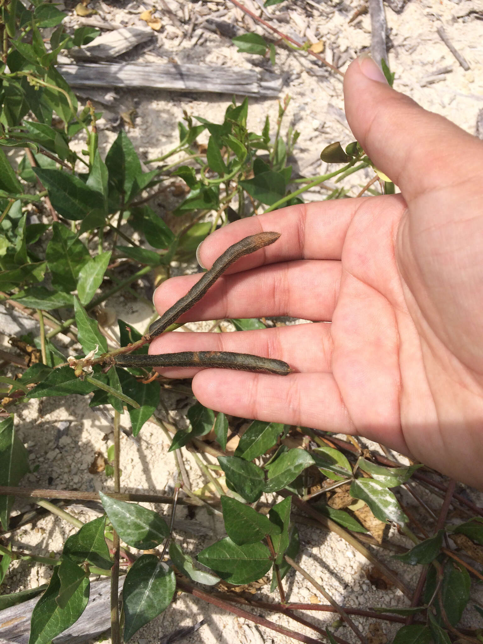 Image of hairypod cowpea