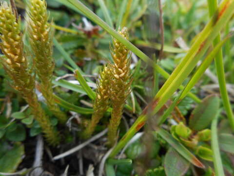 Selaginella selaginoides (L.) Schrank & C. F. P. Mart. resmi