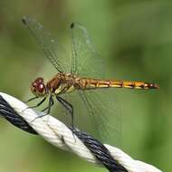 Image of Autumn darter