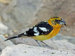 Image of Mexican Yellow Grosbeak