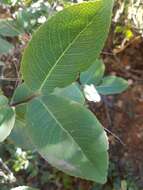 Image of Lydenburgia cassinoides N. Robson