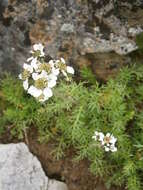 Achillea atrata L. resmi