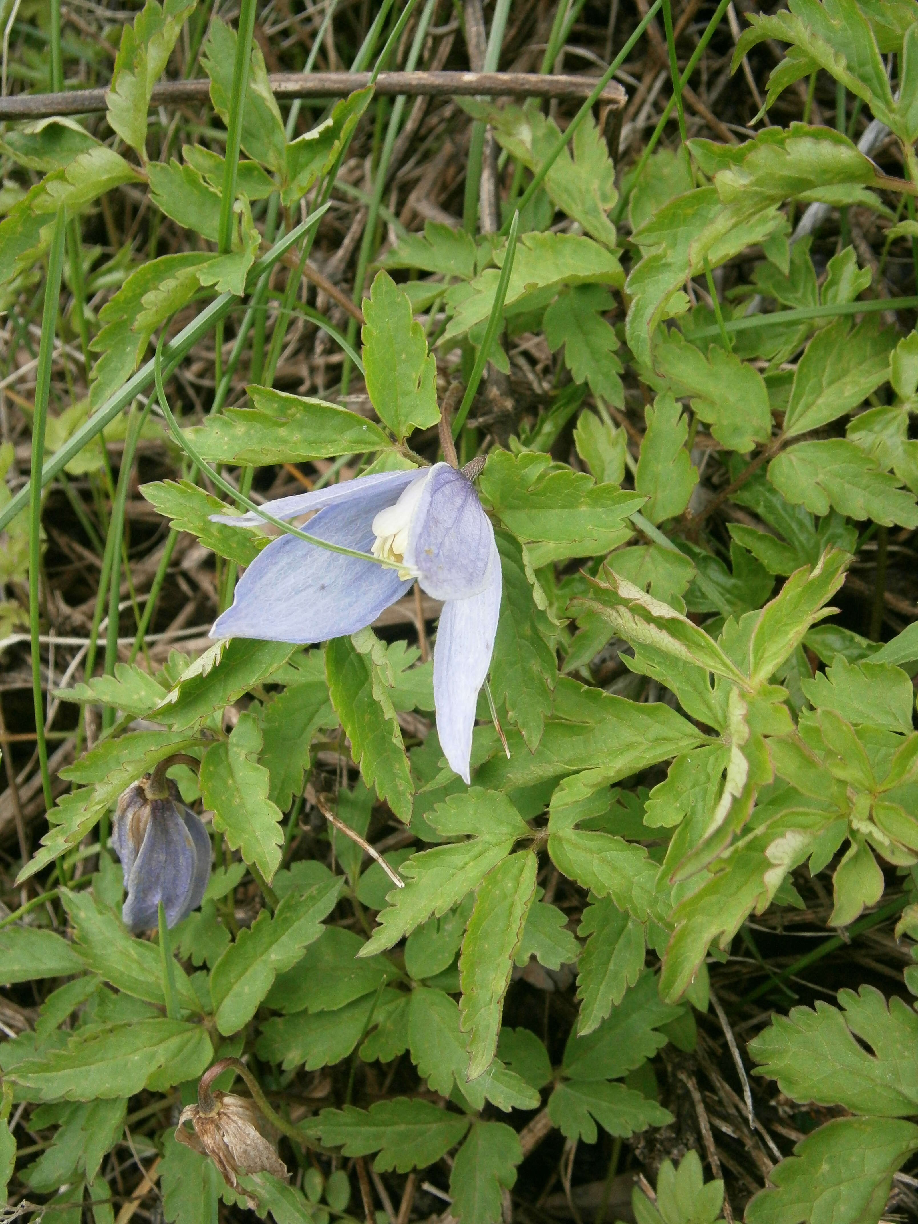 Image of alpine clematis