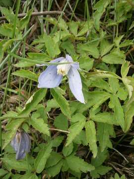 Слика од Clematis alpina (L.) Miller