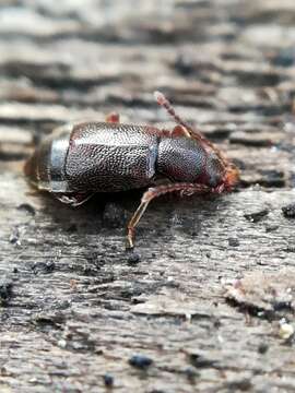 Image of Lesteva (Lestevidia) punctata (Erichson 1839)