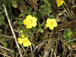 Image of spring cinquefoil