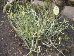 Image de Ceropegia dichotoma Haw.