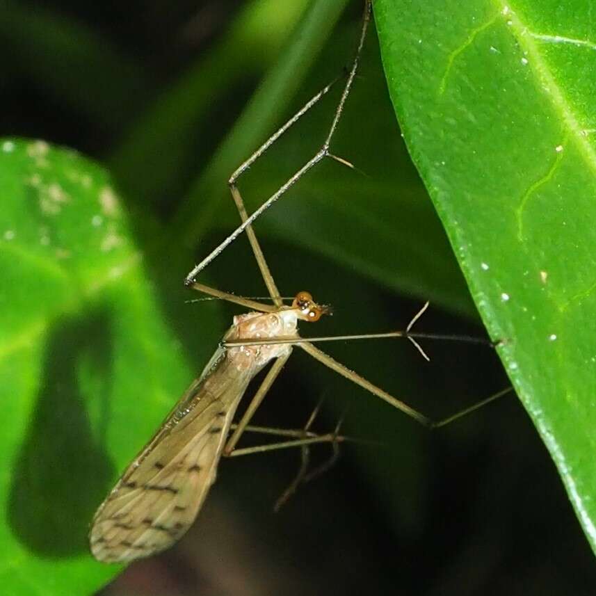 Sivun Bittacus strigosus Hagen 1861 kuva