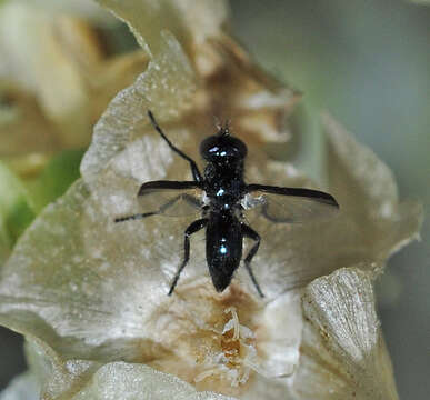 Image of Catharosia albisquama (Villeneuve 1932)