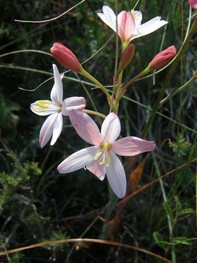 Image of Ixia longituba subsp. macrosiphon Goldblatt & J. C. Manning