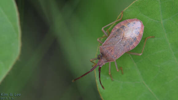 Image of Homoeocerus (Tliponius) dilatatus Horváth 1879