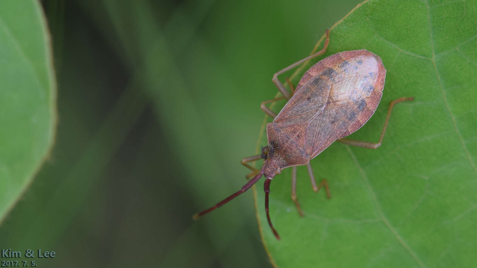 Imagem de Homoeocerus (Tliponius) dilatatus Horváth 1879