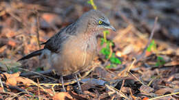 Image of Large Grey Babbler