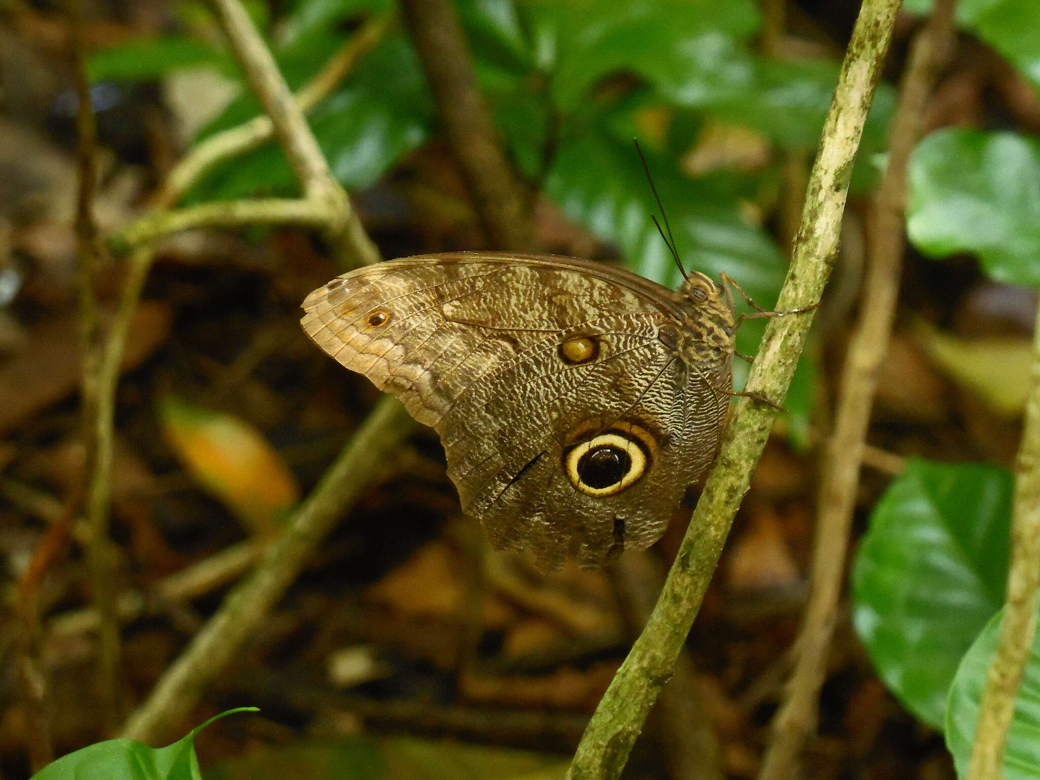 Imagem de Caligo brasiliensis minor Kaye 1904