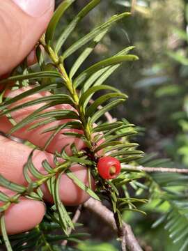 Image of Florida Yew