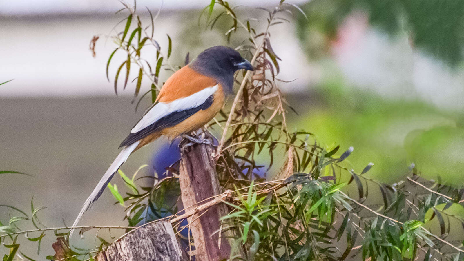 Image of Rufous Treepie