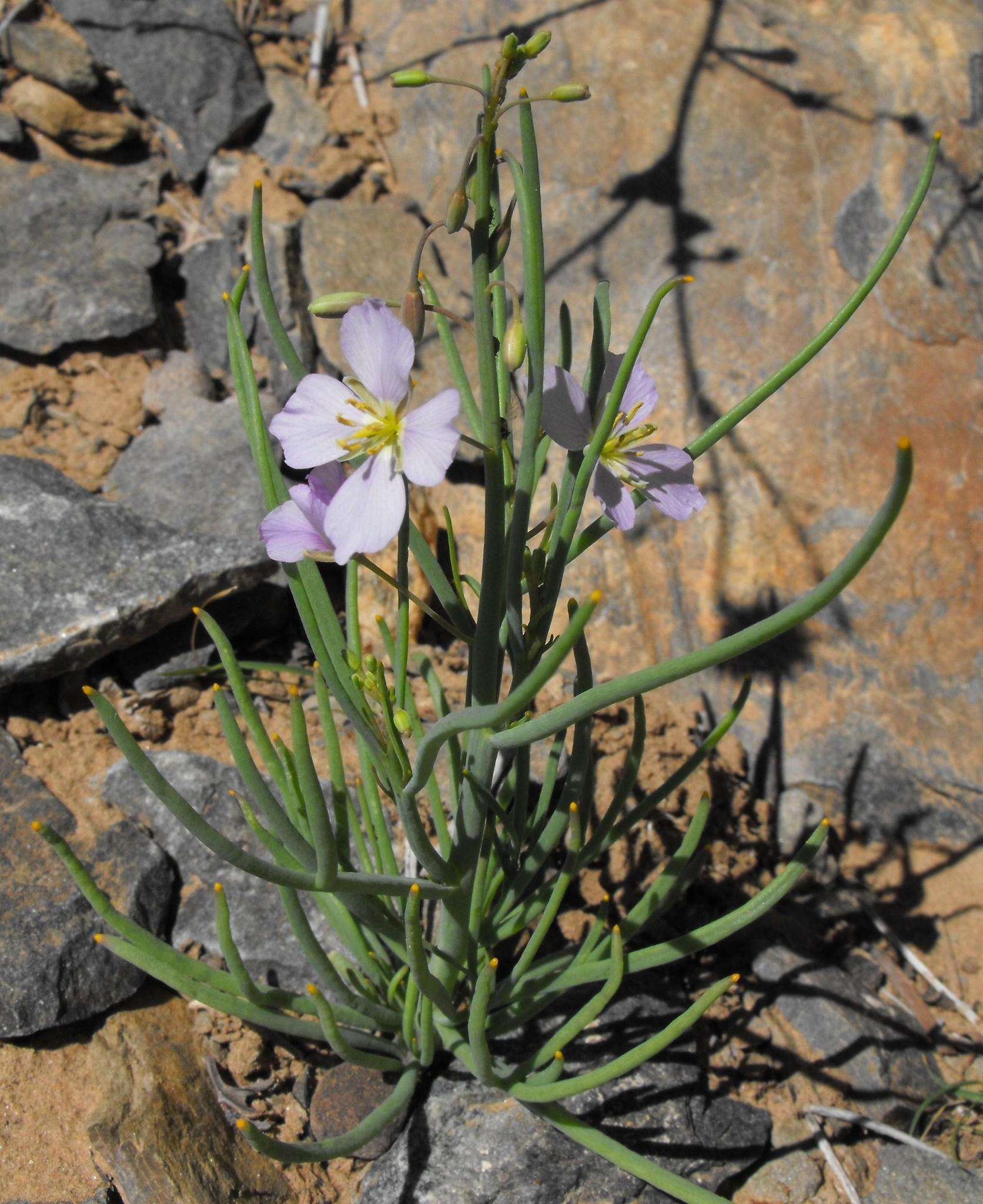 Image de Heliophila trifurca Burch. ex DC.