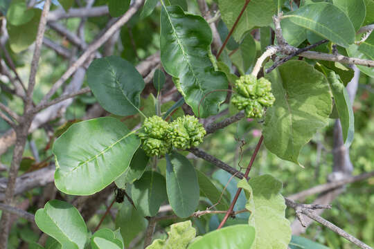 Image of Esenbeckia flava T. S. Brandeg.