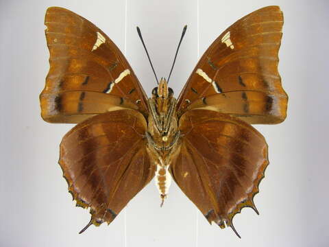 Image of Charaxes lactetinctus Karsch 1892