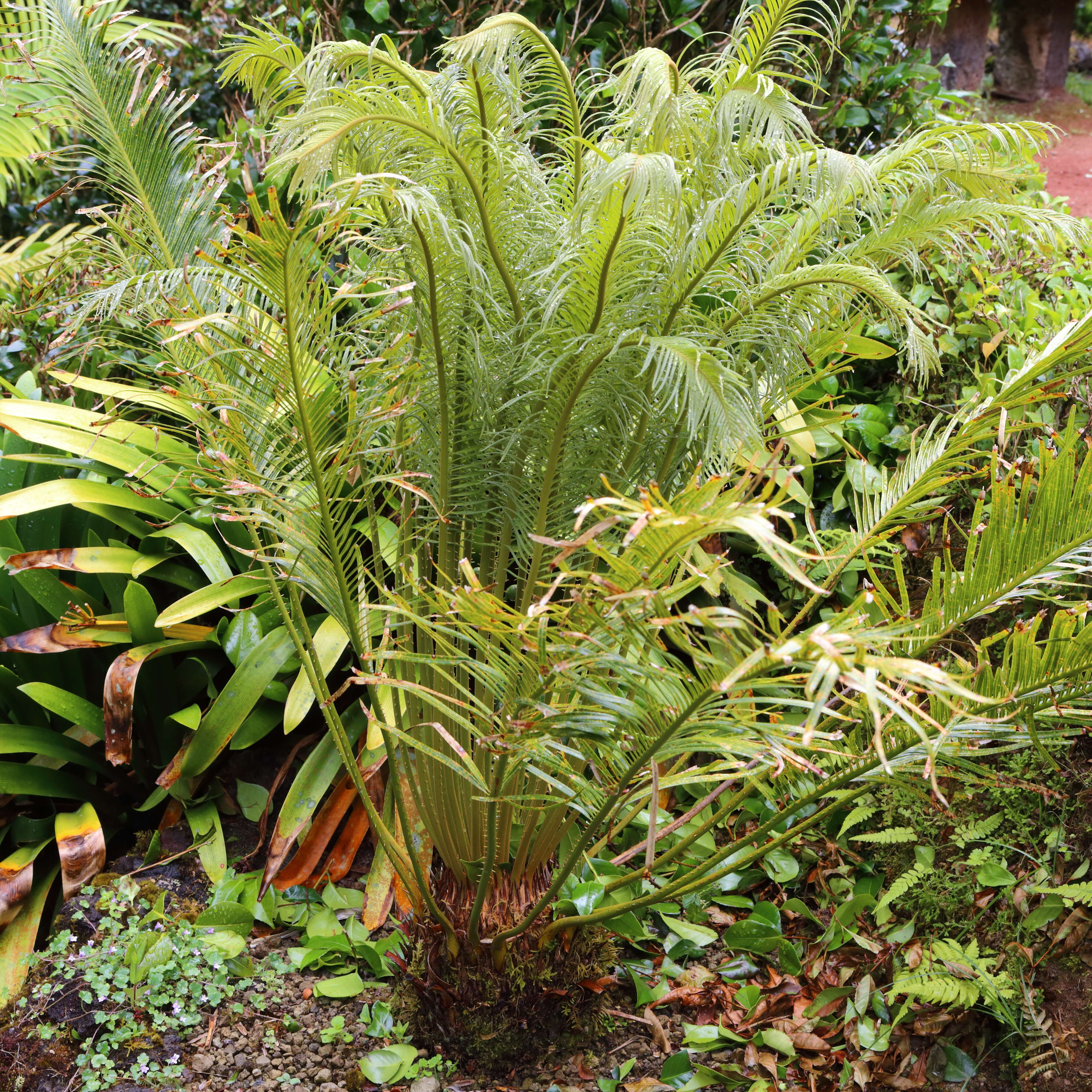 Image of Cycas angulata R. Br.