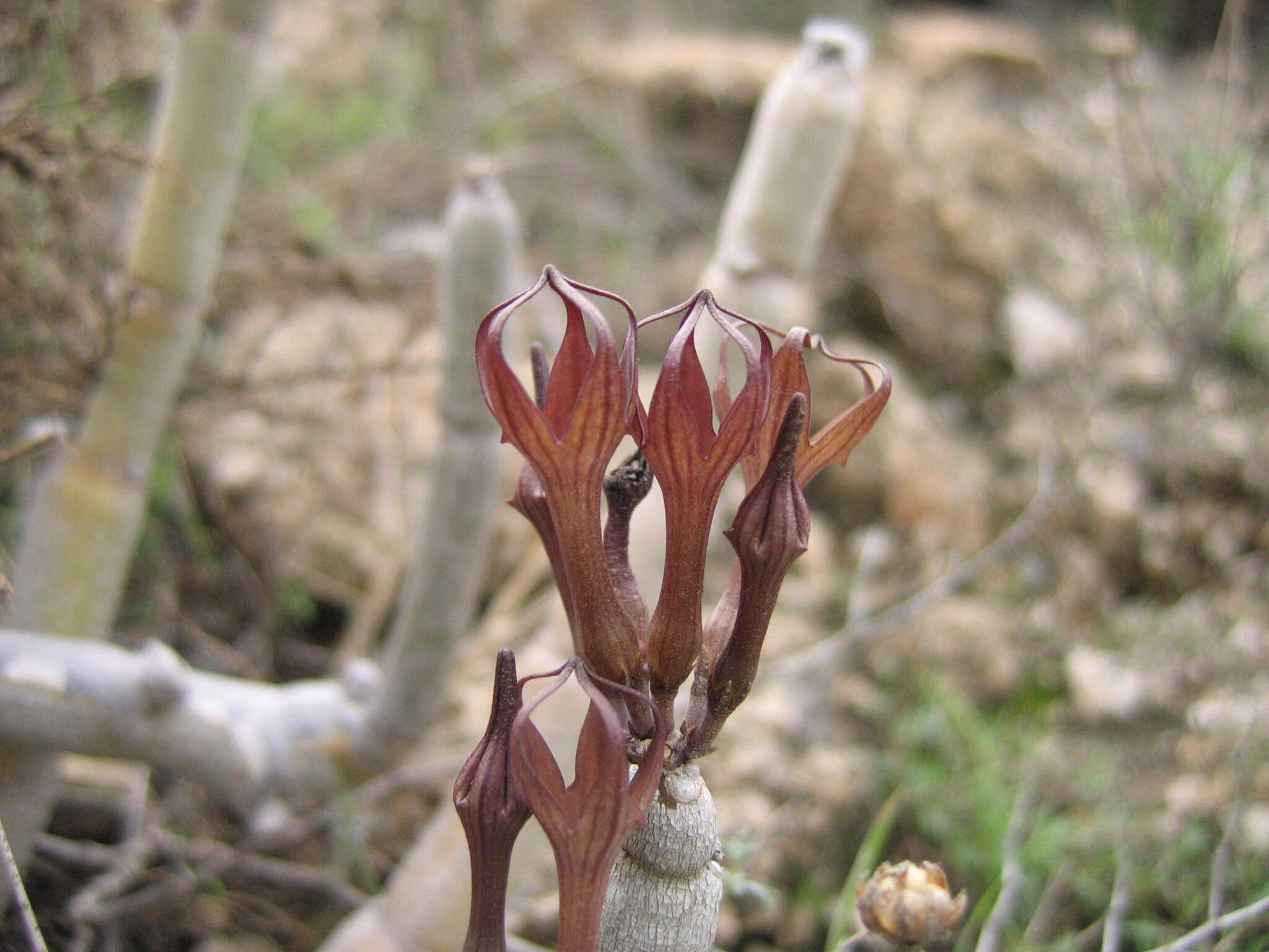 Image de Ceropegia