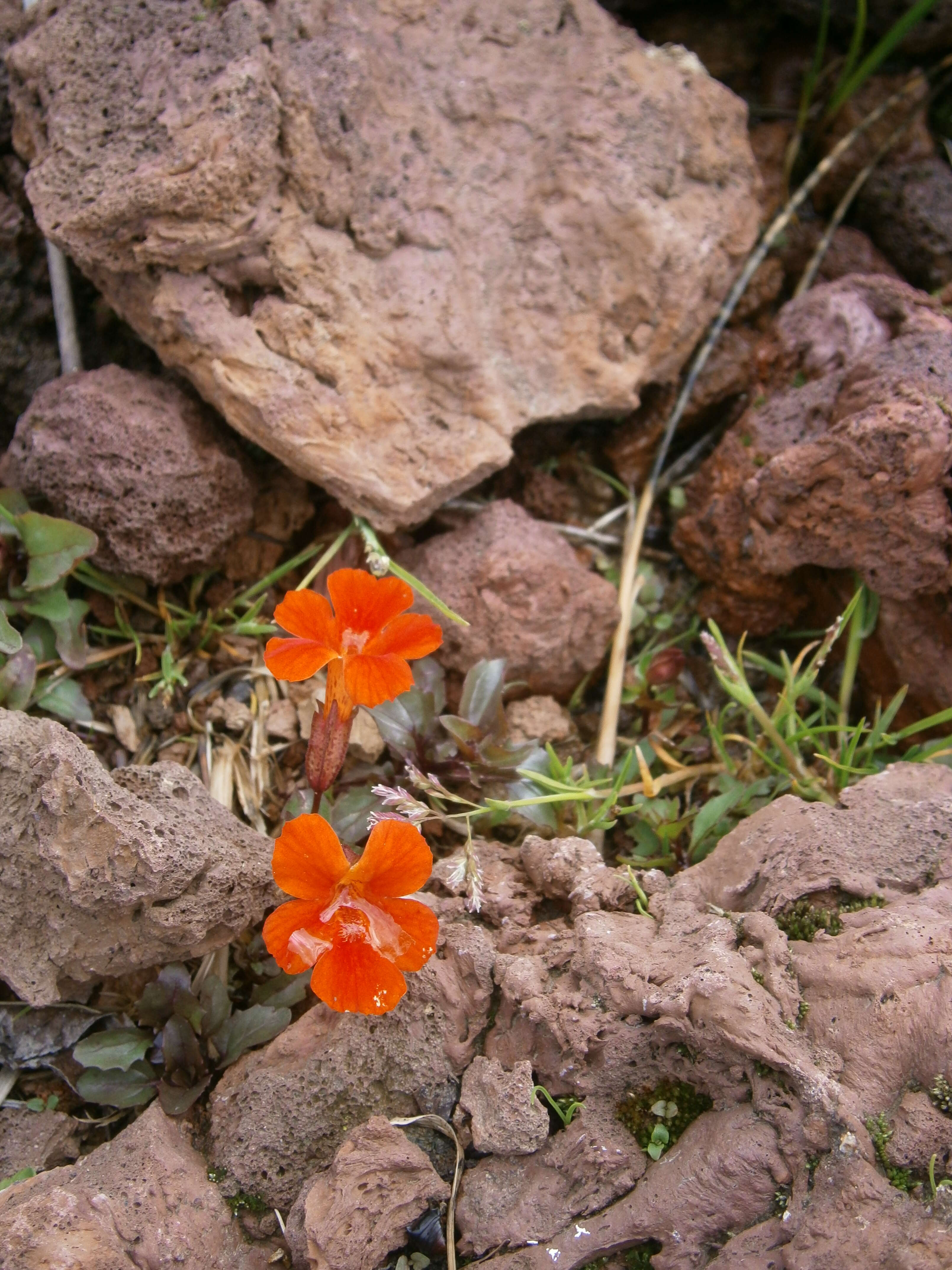 Image of Erythranthe cuprea (Dombrain) G. L. Nesom